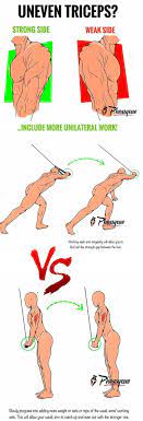 pin on biceps triceps