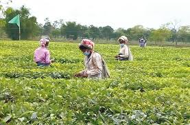 Sharp parvathy estate (now known as the silent valley estate). Coronavirus Outbreak Essentials For Tea Garden Workers In Assam Telegraph India