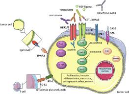 Besides local symptoms discussed above, colon cancer can cause various symptoms due to metastasis (spread) of the tumor to the other organs. Resistance To Anti Epidermal Growth Factor Receptor In Metastatic Colorectal Cancer What Does Still Need To Be Addressed Cancer Treatment Reviews