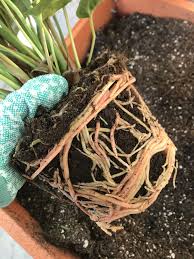 The Ultimate Guide To Repotting Anthuriums: When & How To Repot