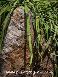 Image result for Cissus quadrangularis