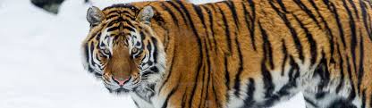 Endangered Animals Of The World Habitat Destruction Young People S Trust For The Environment