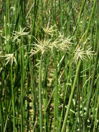 Image result for Cyperus articulatus