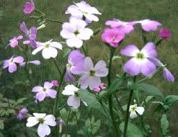 Image result for Malcolmia maritima