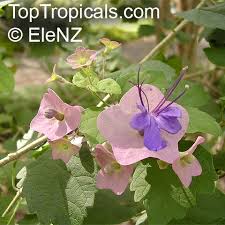 Image result for Karomia tettensis