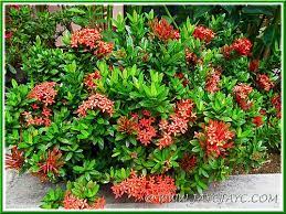 Ixora Coccinea Dwarf Red A Non Stop Bloomer Landscaping Plants Planting Flowers Plants