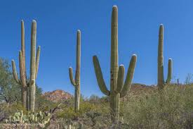 But cactuses are ubiquitous in some parts of the desert, not to mention their popularity as houseplants. Saguaro National Park Two Great Arizona Parks In One Exploration Vacation