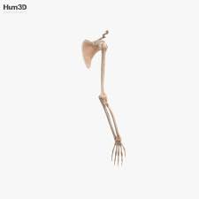 The skeleton is divided into 2 anatomic regions: Human Arm Bones 3d Model Characters On Hum3d