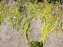 Image result for Lycopodiella caroliniana