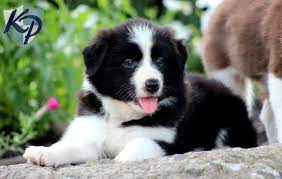 Puppy Finder Find Buy A Dog Today By Using Our Petfinder Border Collie Puppies Collie Puppies For Sale Collie Puppies