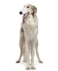 Borzoi international is a website dedicated to providing a resource for breeder websites, clubs and information. Borzoi Small Medium And Big Dog Breeds Pedigree Uk