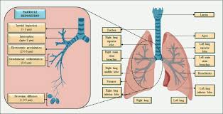 Image result for Pulmonary Intoxicant