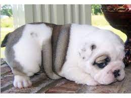 How much does a teacup english bulldog cost? English Bulldog Puppies For Adoption Animals Austin Texas Announcement English Bulldog Puppies Bulldog Puppies Puppy Adoption