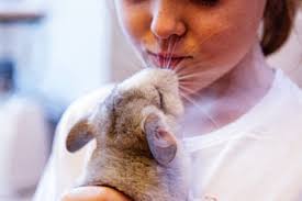 They are very nice to touch, but do not really like being cuddled. Do Chinchillas Make Good Pets Small Pet Select