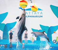 บัตรเข้าชมโชว์โลมาที่พัทยา ดอลฟินาเรียม สำหรับชาวต่างชาติ | we-offers.com