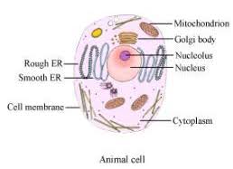 Animal and plant cell labeling key animal and plant cell labeling key. Draw A Label Diagram Of Animal Cell Science The Fundamental Unit Of Life 10351355 Meritnation Com