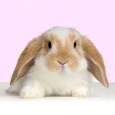 Maybe you would like to learn more about one of these? Which Is Faster A Buffalo Or A Rabbit Purely Facts