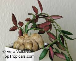 Image result for Monadenium rugosum