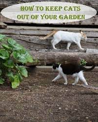 Gardening Cat Repellent Or How To Keep Cats Out Of Your Garden Cat Repellant Garden Pests Garden