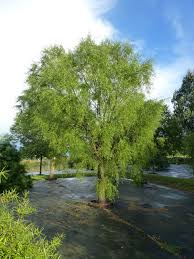 Image result for Maytenus chasei