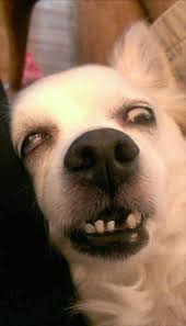 To Be Completely Honest Sleeping Dogs Are Kinda Creepy 18 Pics Funny Dog Faces Cute Funny Animals Cute Animal Memes