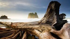 From port angeles, west for 54 miles on us 101 to la push rd (hwy 110.) Second Beach Near Olympic National Park And La Push Washington Bing Gallery