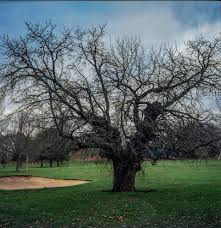 Image result for Morus