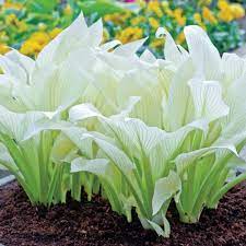 Find all hosta plants for fall shipping here. Buy Hosta White Feather At Brecks Wholesale Plants White Feather Hosta Hosta Plants
