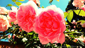 Dann sind die stärksten fröste vorbei und ein verfrieren der bereits geschnittenen triebe ist unwahrscheinlich. Rosen Schneiden Praktische Tipps Fur Schon Bluhende Rosen