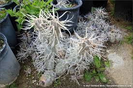 A simple, globular cactus that may later produce offsets and later usually. Sunland Cactus Nursery