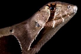 Image result for Triaspis lateriflora