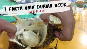 Baner unik durian kocok jual buah durian medan, durian montong, daging durian dan pancake durian. 7 Fakta Unik Durian Ucok Medan Yang Harus Kamu Tahu Youtube Cute766