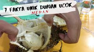 Baner unik durian kocok : 7 Fakta Unik Durian Ucok Medan Yang Harus Kamu Tahu Youtube Cute766