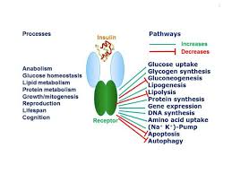 The Insulin Receptor And Its Signal Transduction Network Endotext Ncbi Bookshelf