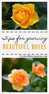Tips For Growing Beautiful Roses Growing Roses Planting Roses Roses Garden Care