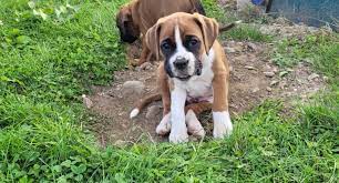 Boxer Pups Co Longford Ireland Dogs For Sale Ireland