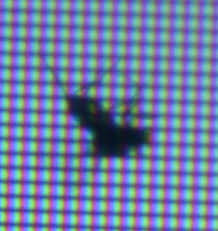 Bug squished inside my screen! You Got To Be Kidding Me This Is A Nightmare Visible Bug Inside Monitor H Ard Forum