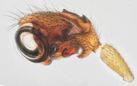 Image result for Warneckea walikalensis