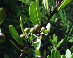 Image result for Euclea