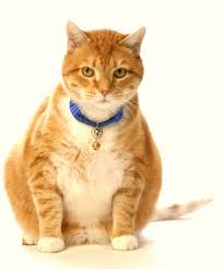 Early detection is the most positive way to combat the disease, as. What Is Feline Hepatic Lipidosis Or Fatty Liver Disease