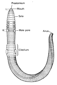 Eec68ef6d5b61c4779c921559934094c Jpg 1 200 1 788 Pixels Earthworms Worms Apologia Biology