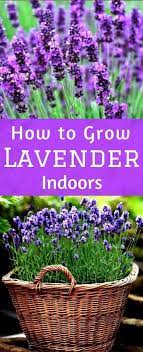 How To Grow Lavender Indoors Growing Herbs Indoors Growing Lavender Indoor Lavender Plant