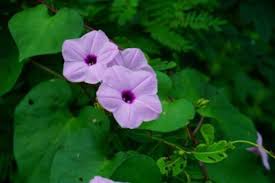 When a timestamp with time zone value is output, it is always converted from utc to the current timezone zone, and displayed as local time in that zone. Tips Information About Zone 9 10 11 Gardening Know How