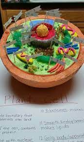 Animal cell model for class 8. 16 Zellmodell Ideen Pflanzenzelle Zellenmodell Biologie