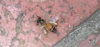 We did not find results for: Any Idea Why I Ve Got Hundreds Of Dead Dying Bees On My Back Verandah This Morning Melbourne
