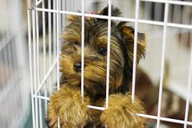 Unlike puppy mills and other animal mill operations, backyard breeders breed on a small scale, usually at home with their own pets. Signs Of A Puppy Mill How To Spot A Puppy Mill Or Backyard Breeder