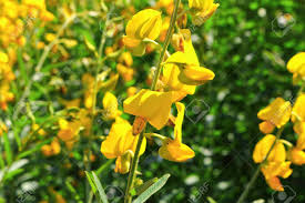 Image result for Crotalaria juncea