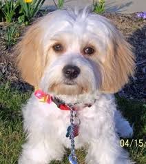Cavachon Dog Breed Information And Pictures Cavalier King