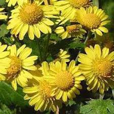 Image result for Chrysanthellum