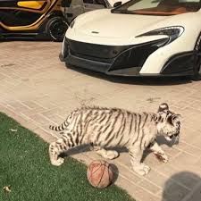 Stream 9NXE LXVES by ☆taj | Listen online for free on SoundCloud